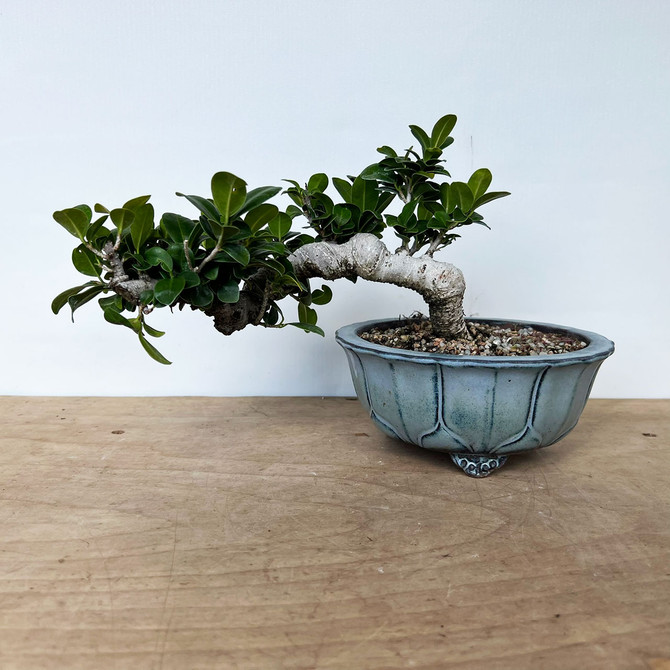 Semi-Cascade Green Island Ficus In Yixing Ceramic Pot (No. 1230)