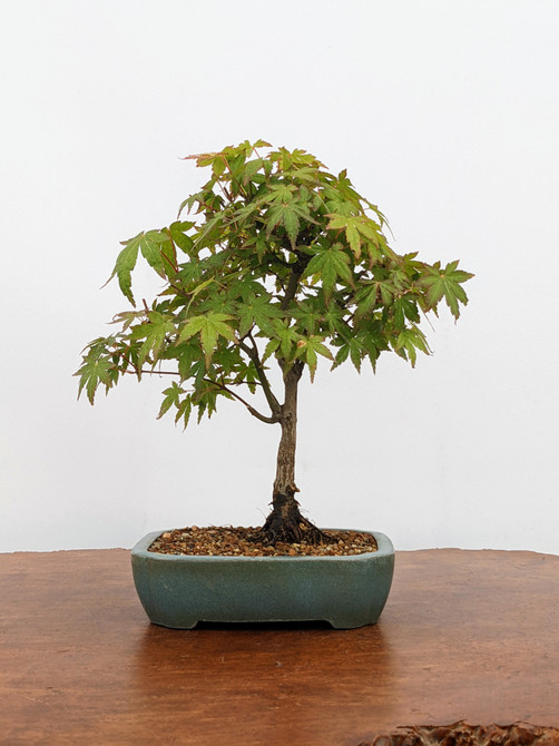 Japanese Maple in a Glazed Yixing Pot (No. 7718)