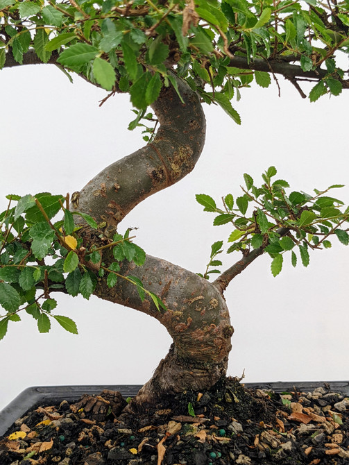 One-of-a-Kind Styled Chinese Elm in Glazed Ceramic Pot (No. 7639)