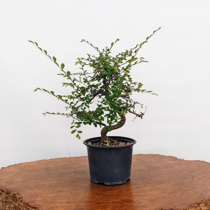 Pre-Bonsai Chinese Elm in Plastic Grow Pot (No. 9027)