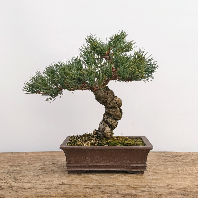 Imported Japanese White Pine "Five Needle" (No. 7784)
