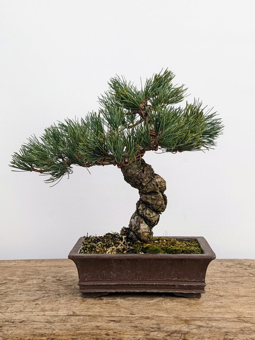 Imported Japanese White Pine "Five Needle" (No. 7784)