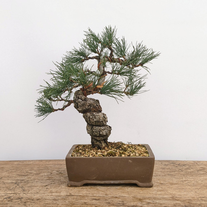 Imported Japanese White Pine "Five Needle" (No. 7786)