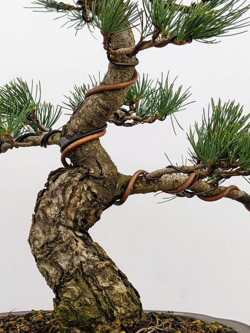 Imported Japanese White Pine "Five Needle" (No. 8098)