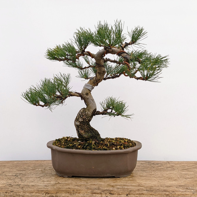 Imported Japanese White Pine "Five Needle" (No. 7791)