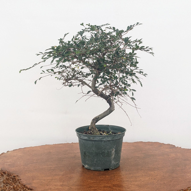 Pre-Bonsai Chinese Elm in Plastic Grow Pot (No. 9031)