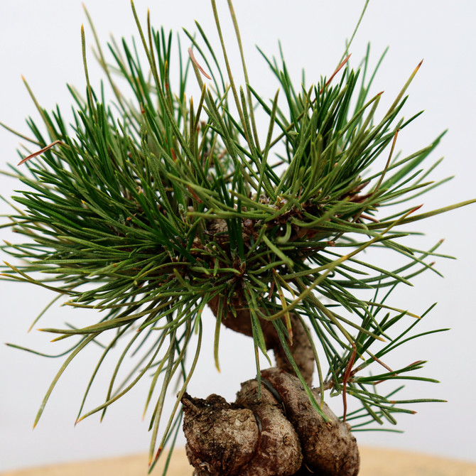 Twisted Japanese Black Pine in a Yixing Pot (No. 7898)