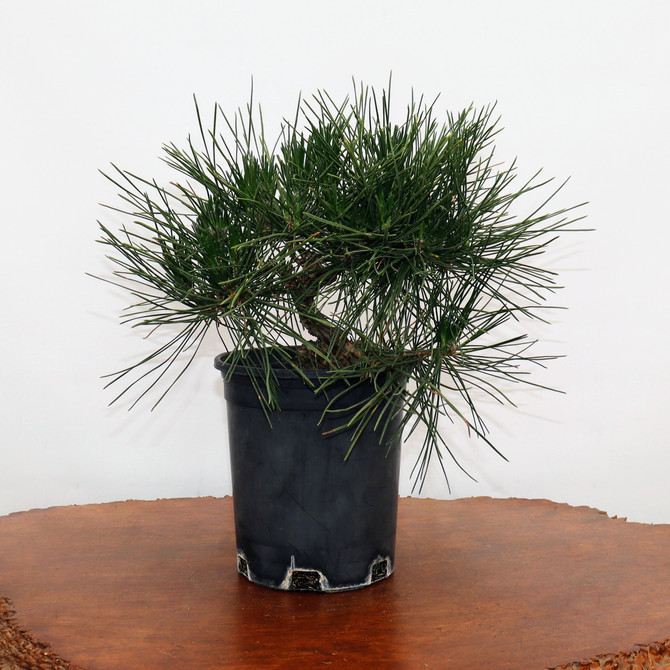 Pre-Bonsai Japanese Black Pine 'Mikawa' (No. 9038)
