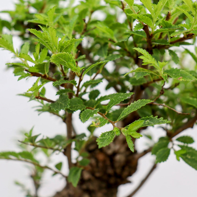 Cork Bark Chinese Elm in a Plastic Pot (No. 7944)