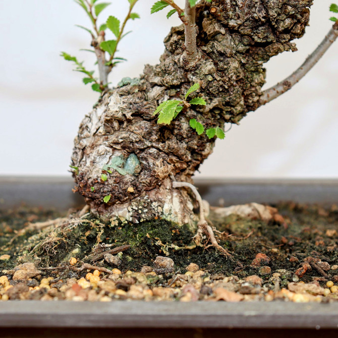 Cork Bark Chinese Elm in a Plastic Pot (No. 7944)