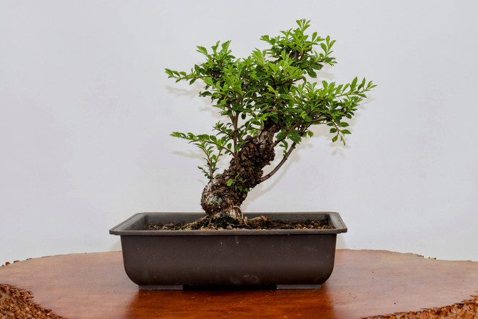 Cork Bark Chinese Elm in a Plastic Pot (No. 7944)