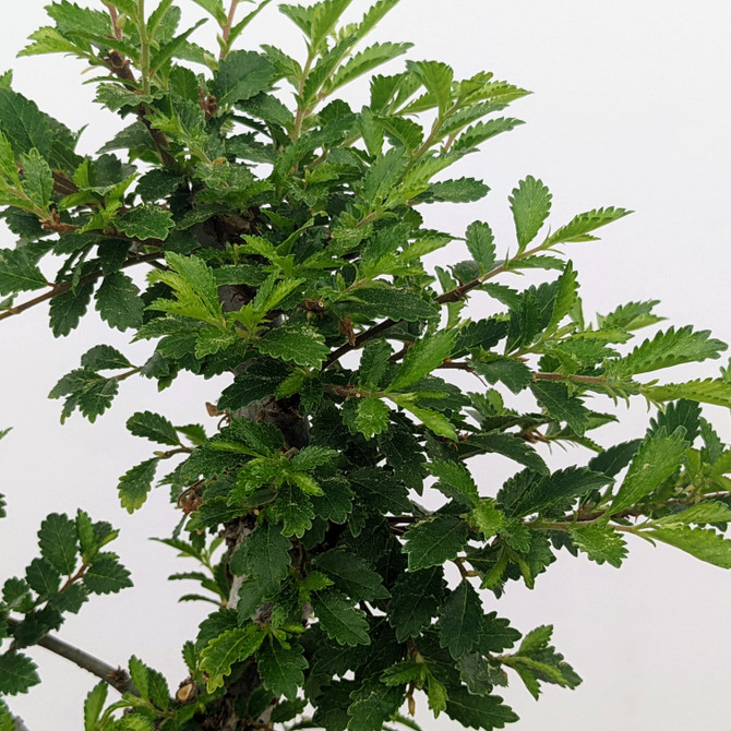 Cork Bark Chinese Elm in a Plastic Pot (No. 7945)