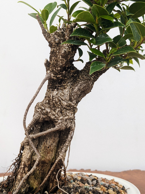 Tiger Bark Ficus In Glazed Yixing Pot (No. 7875)