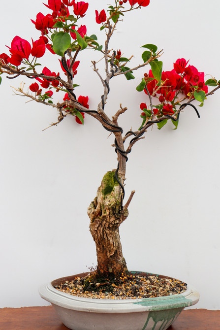 Pink Flowering Bougainvillea In a Yixing Pot (No. 6889)