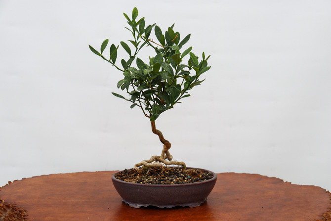 Fruiting Hong Kong Kumquat in a Yixing Pot (No. 6207)