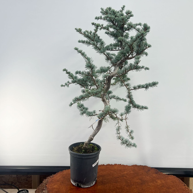 Pre-Bonsai Blue Atlas Cedar 'hortsman' (No. 27)