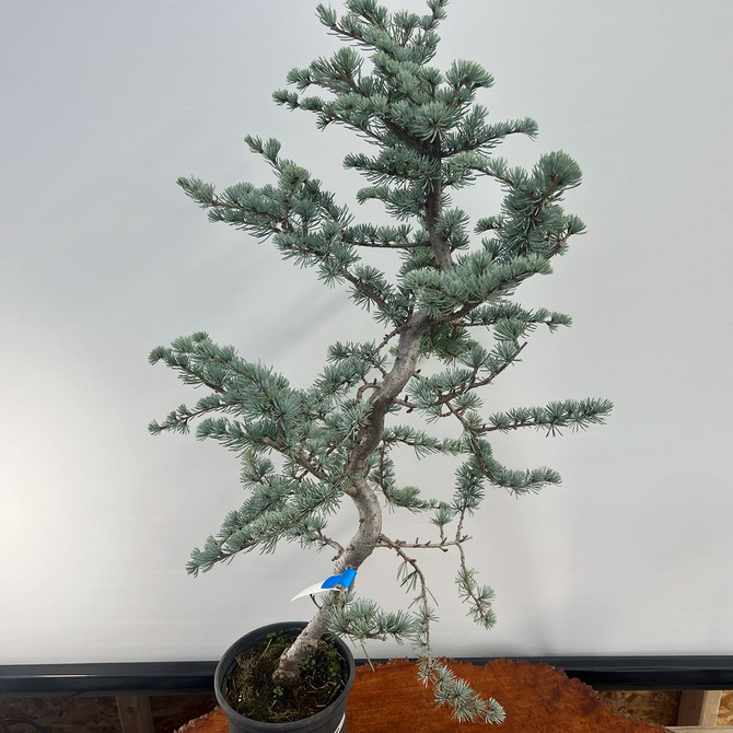 Pre-Bonsai Blue Atlas Cedar 'hortsman' (No. 27)