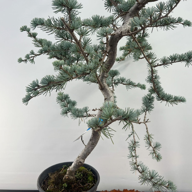 Pre-Bonsai Blue Atlas Cedar 'hortsman' (No. 27)