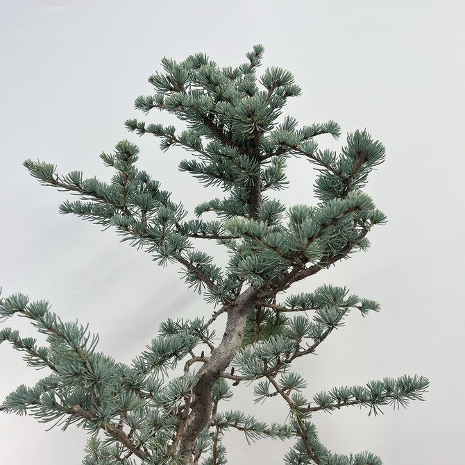 Pre-Bonsai Blue Atlas Cedar 'hortsman' (No. 27)