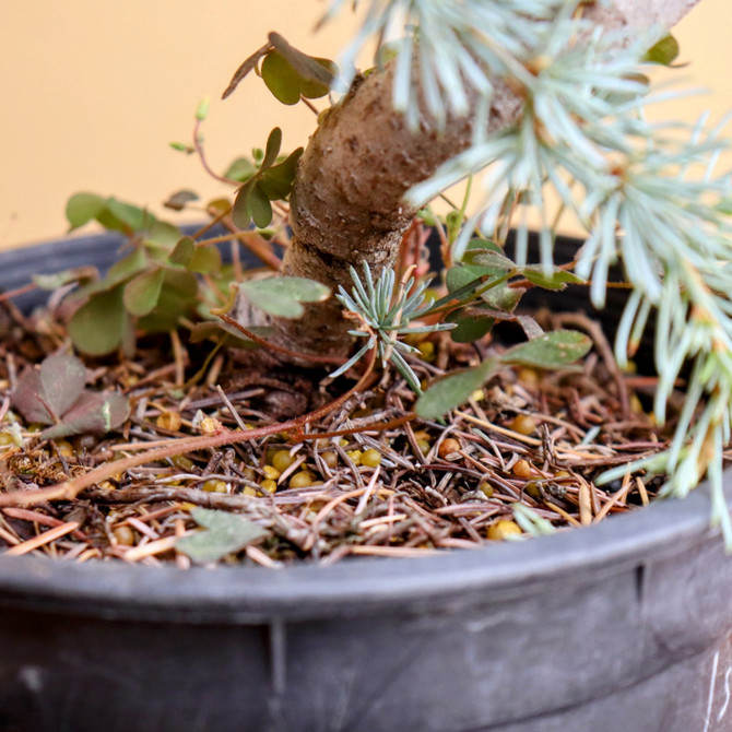 LAST ONE! Pre-Bonsai Blue Atlas Cedar 'hortsman' (No. 25)