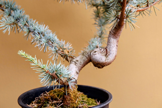 Pre-Bonsai Blue Atlas Cedar 'hortsman' (No. 20)