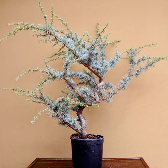 Pre-Bonsai Blue Atlas Cedar 'hortsman' (No. 26)