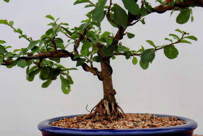 Flowering Chinese Elm in Glazed Ceramic Pot (No. 78)