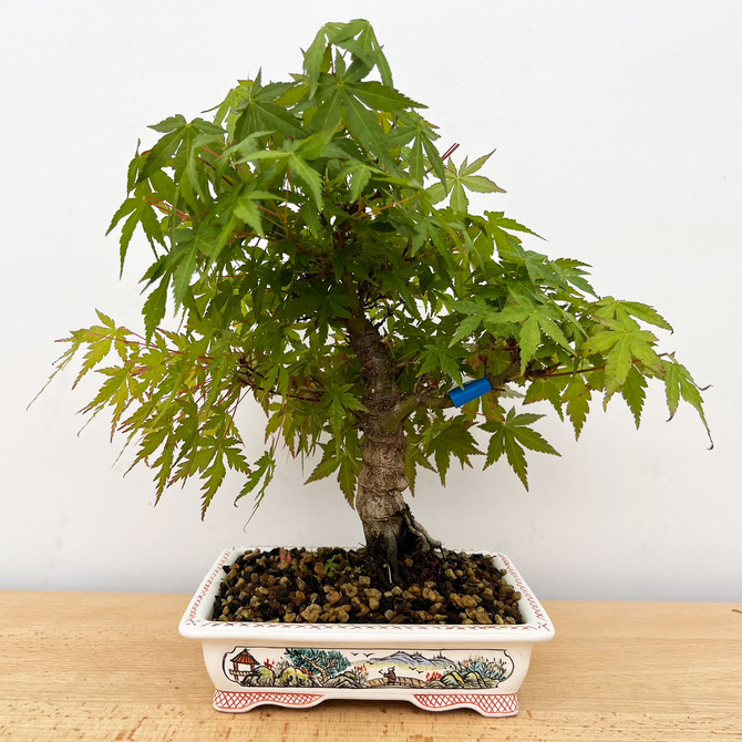 Fused Japanese Maple - Incredible Shohin in Painted Yixing Pot (No. 211)