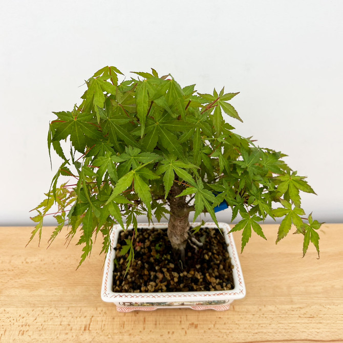 Fused Japanese Maple - Incredible Shohin in Painted Yixing Pot (No. 211)