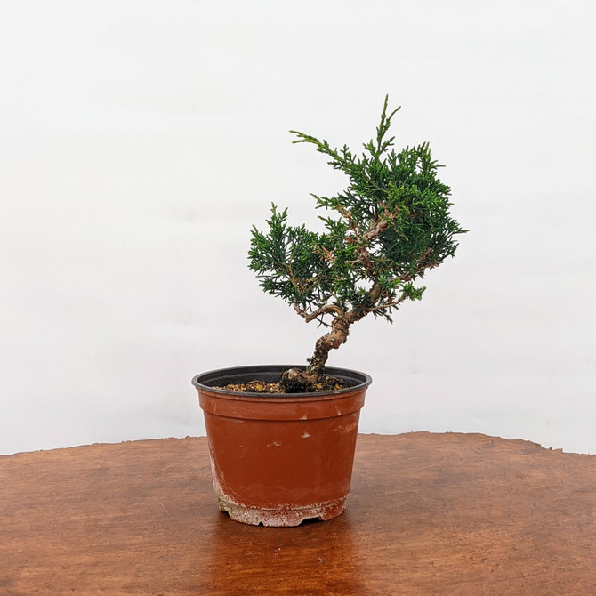 Shimpaku Juniper 'Kishu' in a Plastic Pot (No. 1)