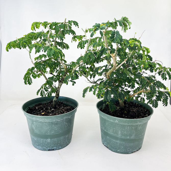 Rough Bark Jade and Brazilian Rain Pre-Bonsai Duo - No. duo-1