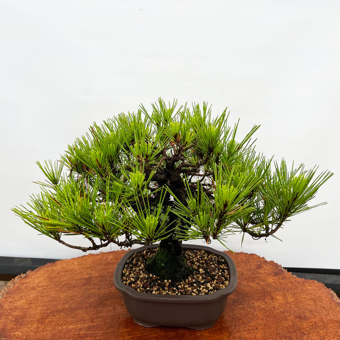 Old Shohin Size Cork Bark Japanese Black Pine in Ceramic Pot (No. 405)