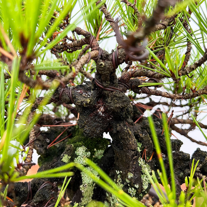 Old Shohin Size Cork Bark Japanese Black Pine in Ceramic Pot (No. 405)