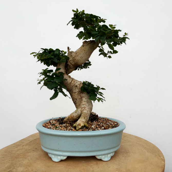 Imported Chinese Privet (ligustrum) In a Yixing Ceramic Pot (No. 9000) 