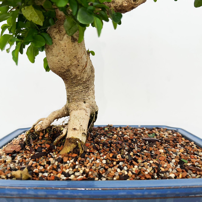 Imported Chinese Privet (ligustrum) In a Ceramic Pot (No. 9004) 