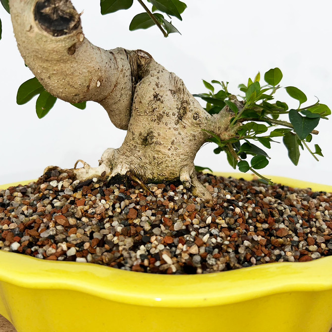 Imported Chinese Privet (ligustrum) In a Yixing Ceramic Pot (No. 9005) 