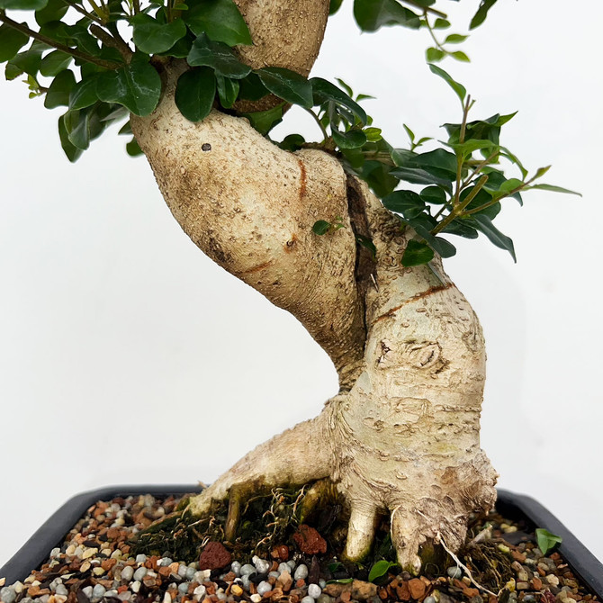 Imported Chinese Privet (ligustrum) In a Yixing Ceramic Pot (No. 9007) 