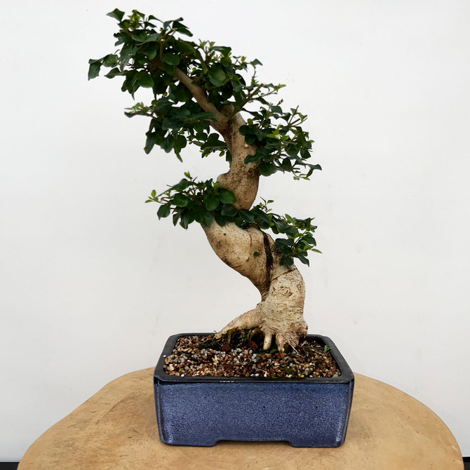 Imported Chinese Privet (ligustrum) In a Yixing Ceramic Pot (No. 9007) 