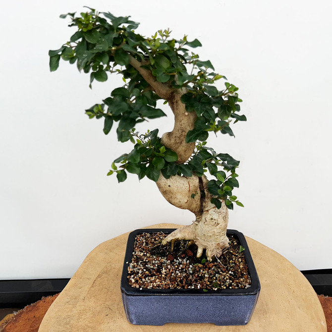 Imported Chinese Privet (ligustrum) In a Yixing Ceramic Pot (No. 9007) 