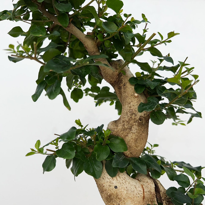 Imported Chinese Privet (ligustrum) In a Yixing Ceramic Pot (No. 9007) 