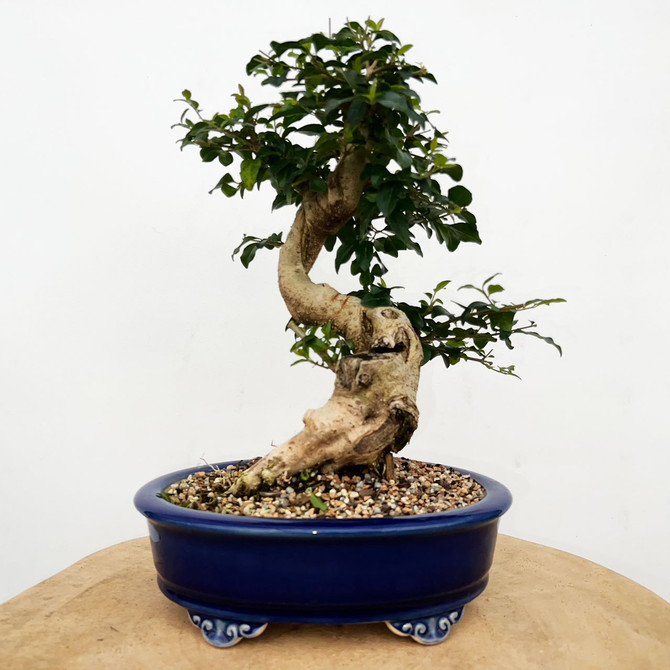 Imported Chinese Privet (ligustrum) In a Yixing Ceramic Pot (No. 9008) 