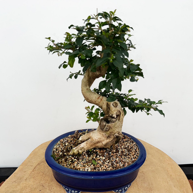 Imported Chinese Privet (ligustrum) In a Yixing Ceramic Pot (No. 9008) 