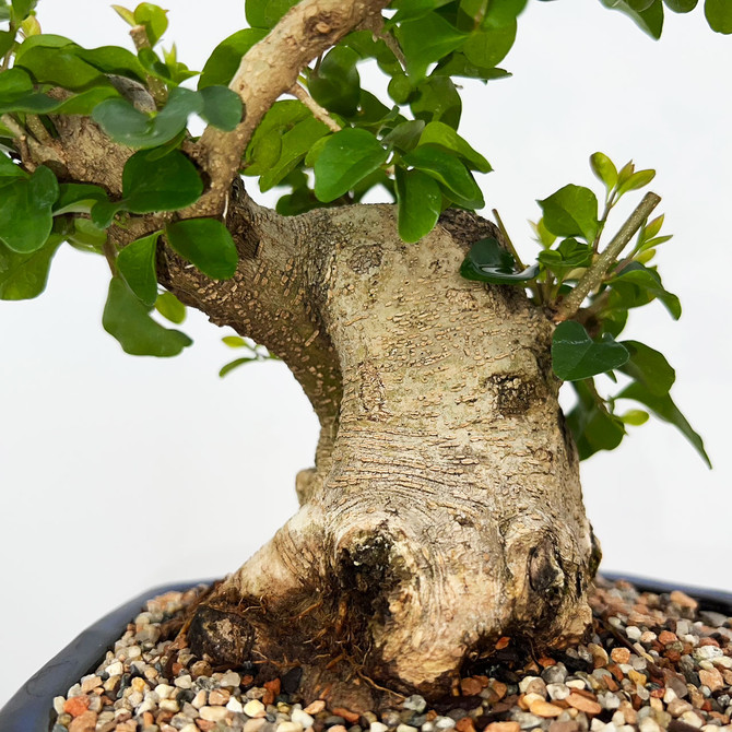 Imported Chinese Privet (ligustrum) In a Japanese Ceramic Pot (No. 9009) 