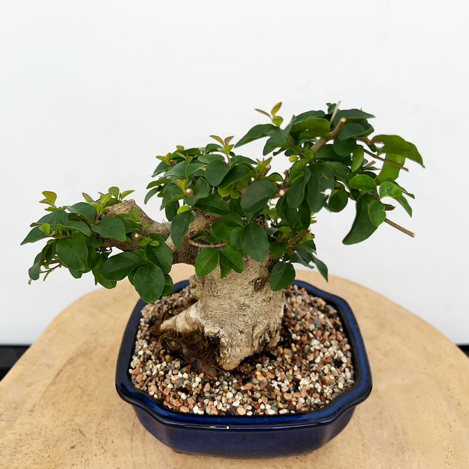 Imported Chinese Privet (ligustrum) In a Japanese Ceramic Pot (No. 9009) 