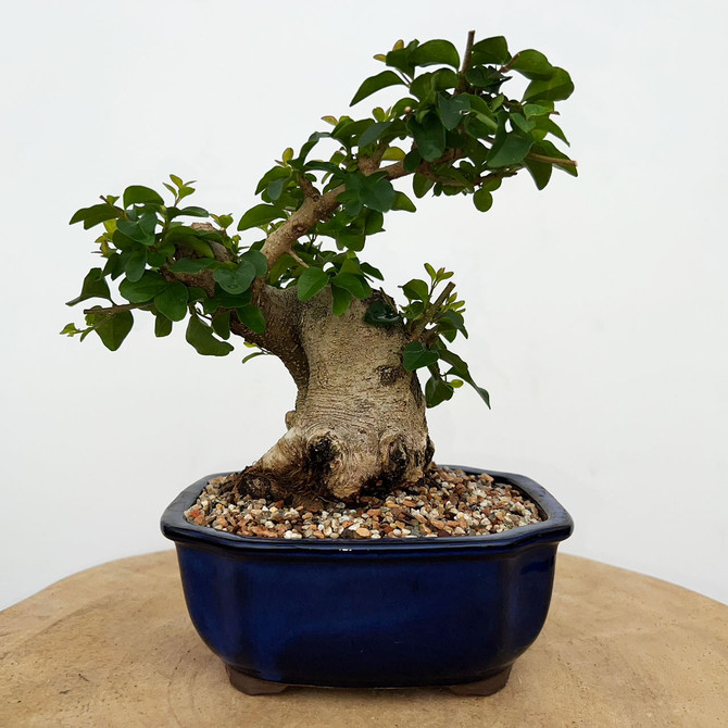 Imported Chinese Privet (ligustrum) In a Japanese Ceramic Pot (No. 9009) 