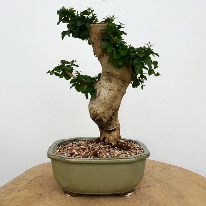 Imported Chinese Privet (ligustrum) In a Japanese Ceramic Pot (No. 9016) 