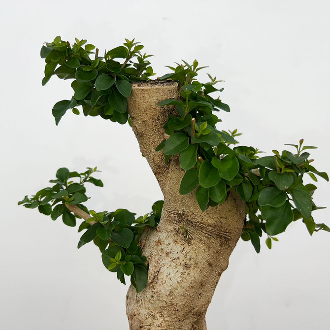 Imported Chinese Privet (ligustrum) In a Japanese Ceramic Pot (No. 9016) 