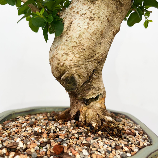 Imported Chinese Privet (ligustrum) In a Japanese Ceramic Pot (No. 9016) 