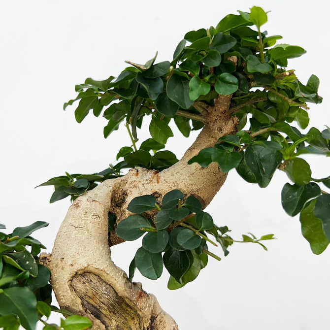 Imported Chinese Privet (ligustrum) In a Yixing Ceramic Pot (No. 9019) 