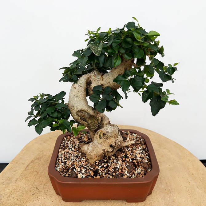 Imported Chinese Privet (ligustrum) In a Yixing Ceramic Pot (No. 9019) 